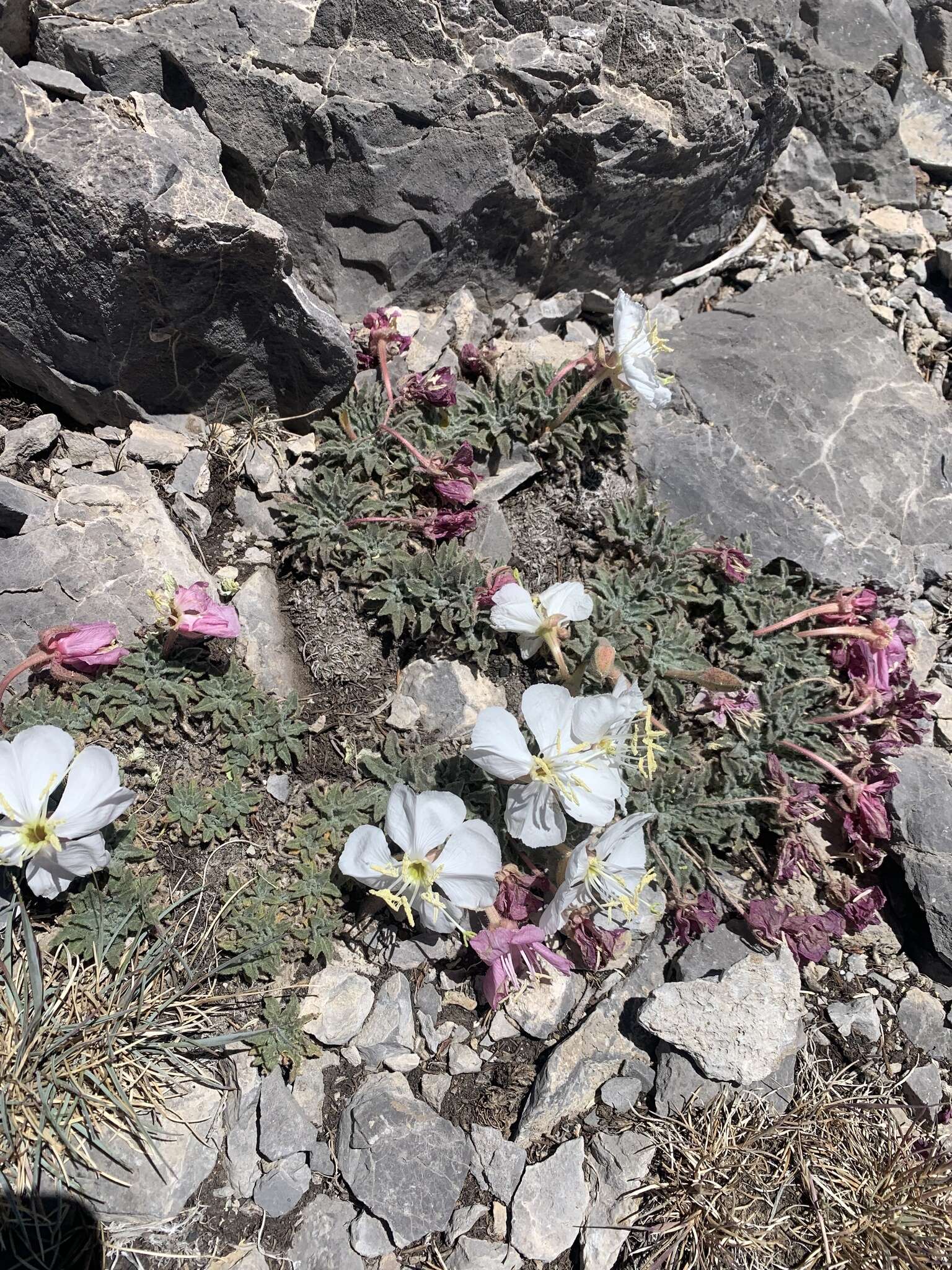 Imagem de Oenothera cespitosa subsp. crinita (Munz) Munz