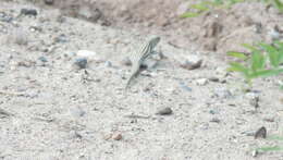 Image of New Mexico whiptail