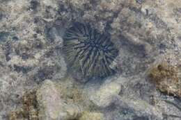 Image of Burrowing urchin