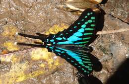 Image de Graphium policenes (Cramer (1775))