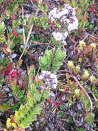 Image de Valeriana microphylla Kunth