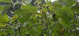 Imagem de Annona holosericea Saff.