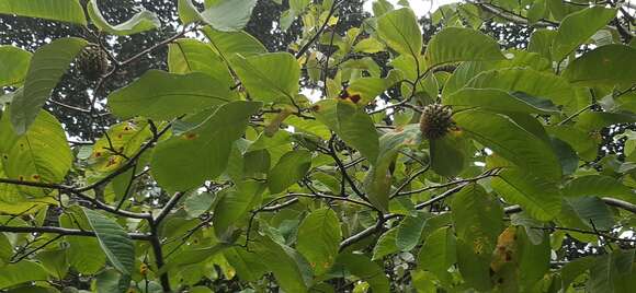 Image de Annona holosericea Saff.