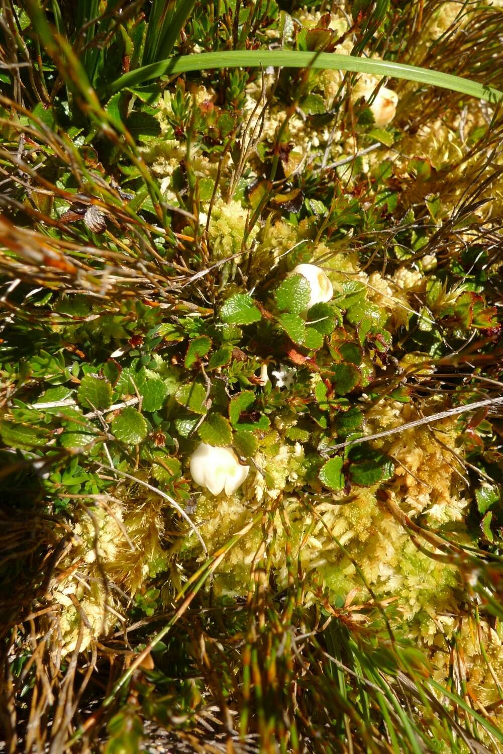 Image of Gaultheria depressa Hook. fil.