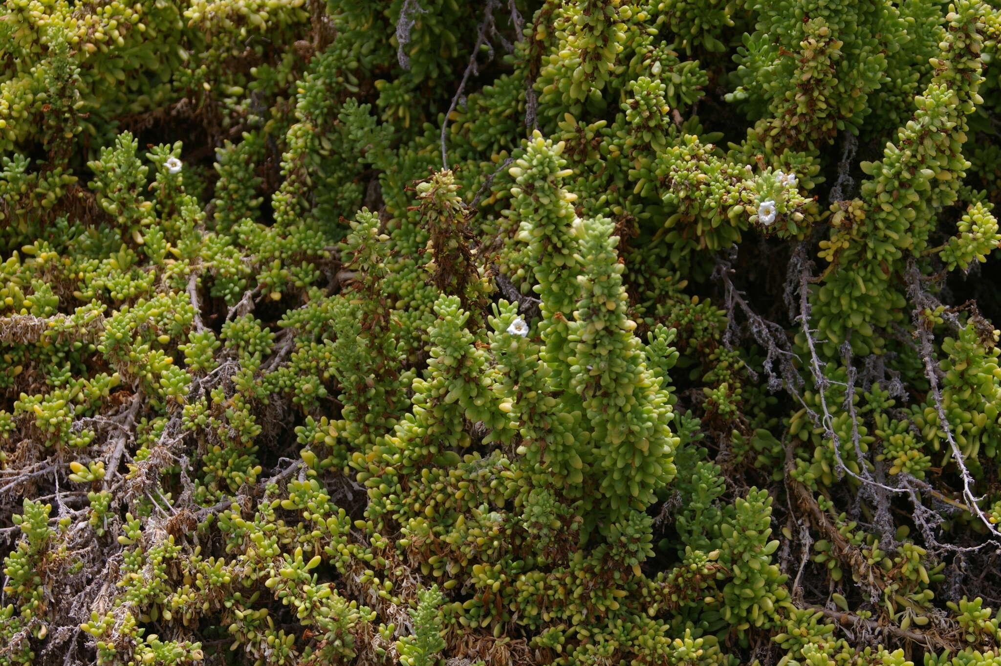 Image of Galapagos clubleaf