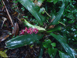 Image of Aechmea cylindrata Lindm.