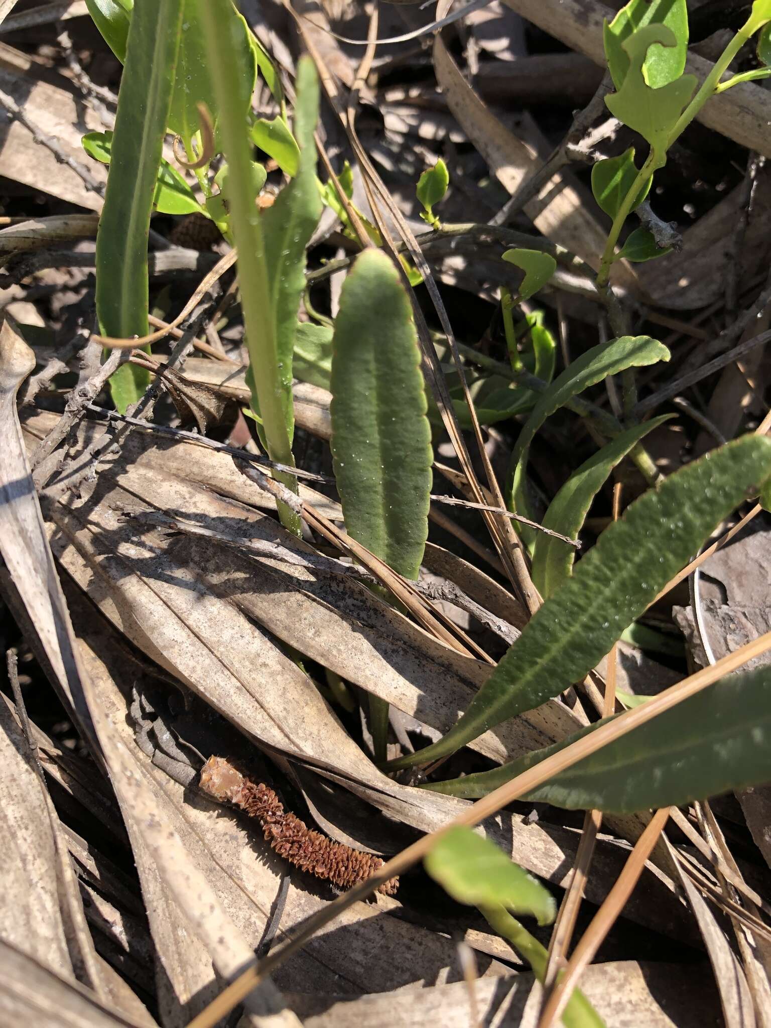 Image of pale lobelia