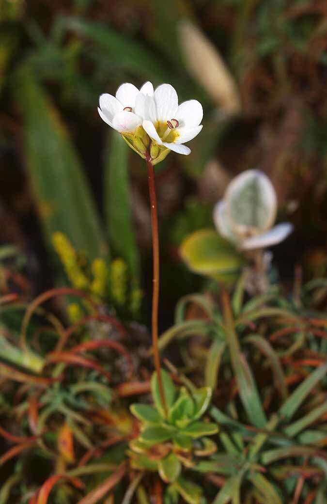 Imagem de Forstera tenella Hook. fil.