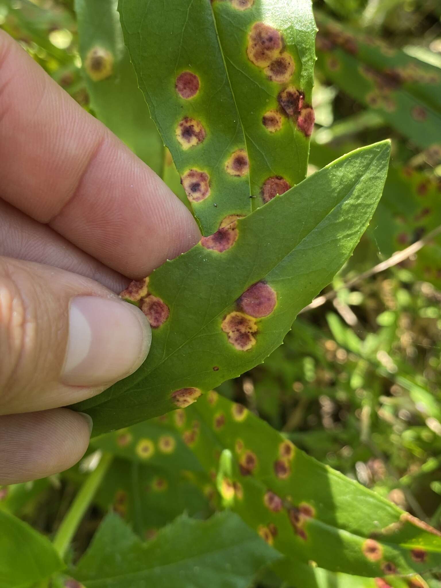 Image of Puccinia andropogonis Schwein. 1832