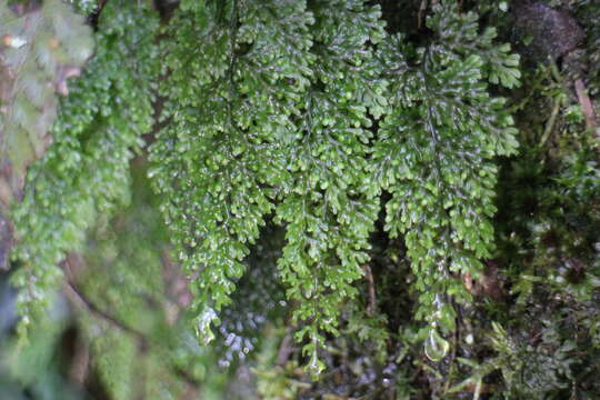 Image of Hymenophyllum inaequale (Poir.) Desv.