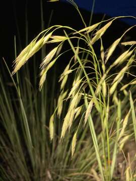 Image of weeping brome