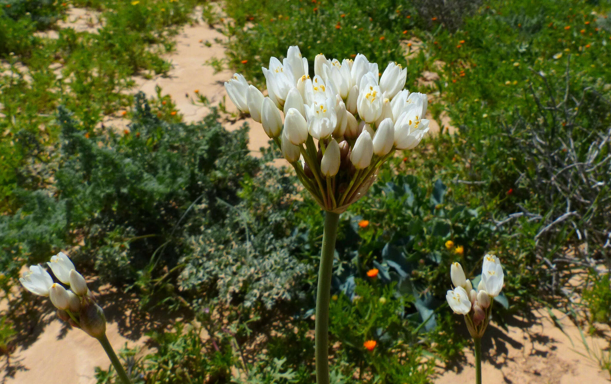 Image of Allium negevense Kollmann