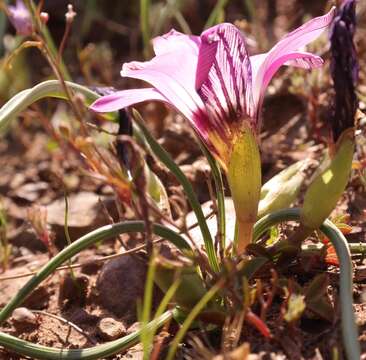 Image of Romulea atrandra var. atrandra