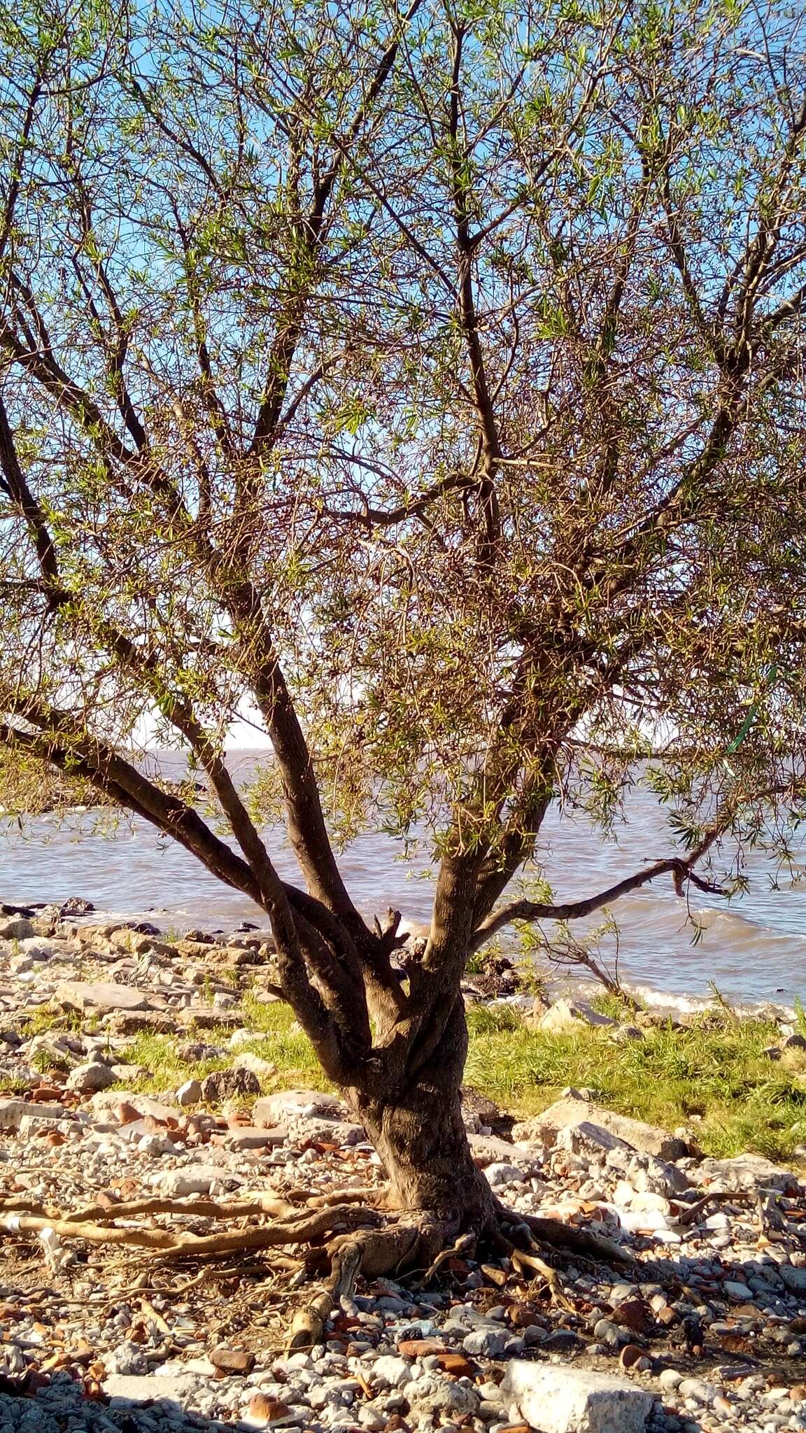 Image of Sapium haematospermum Müll. Arg.