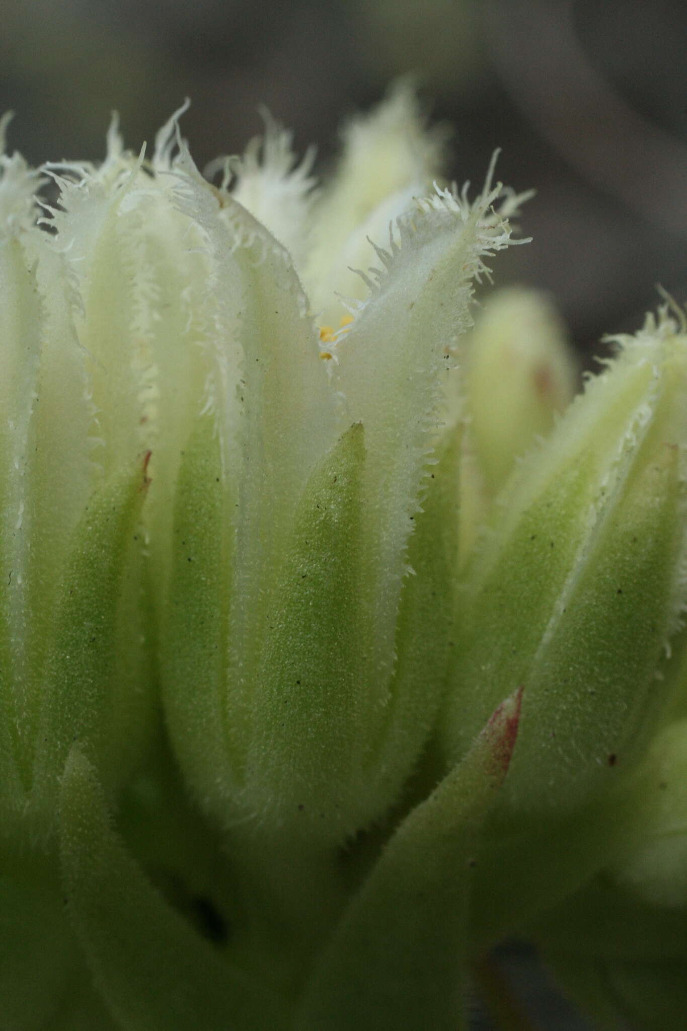 Imagem de Sempervivum globiferum subsp. allionii (Jord. & Fourr) H.