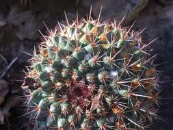 Image of Mammillaria sonorensis R. T. Craig