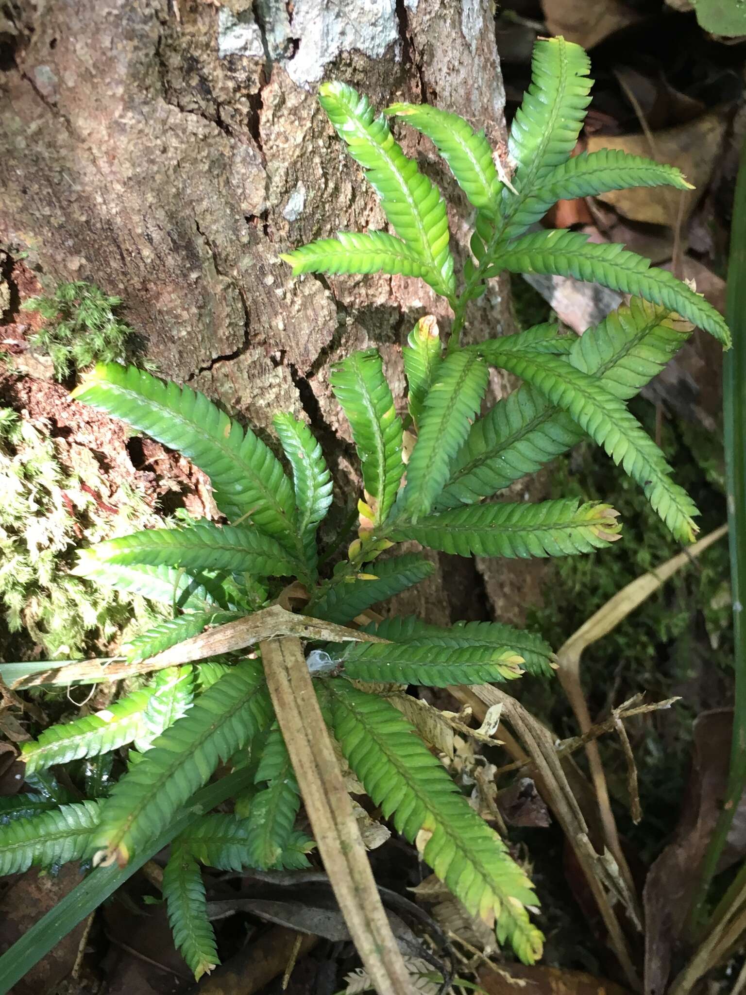 Selaginella polymorpha Badré resmi