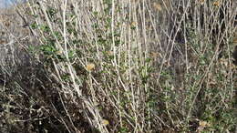 Image of alkali goldenbush