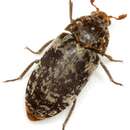 Image of Skin beetle