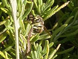 Imagem de Anthidium manicatum (Linnaeus 1758)