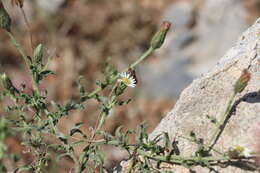 Image of Noticastrum diffusum (Pers.) Cabrera