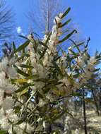 Imagem de Hakea laevipes subsp. graniticola Haegi