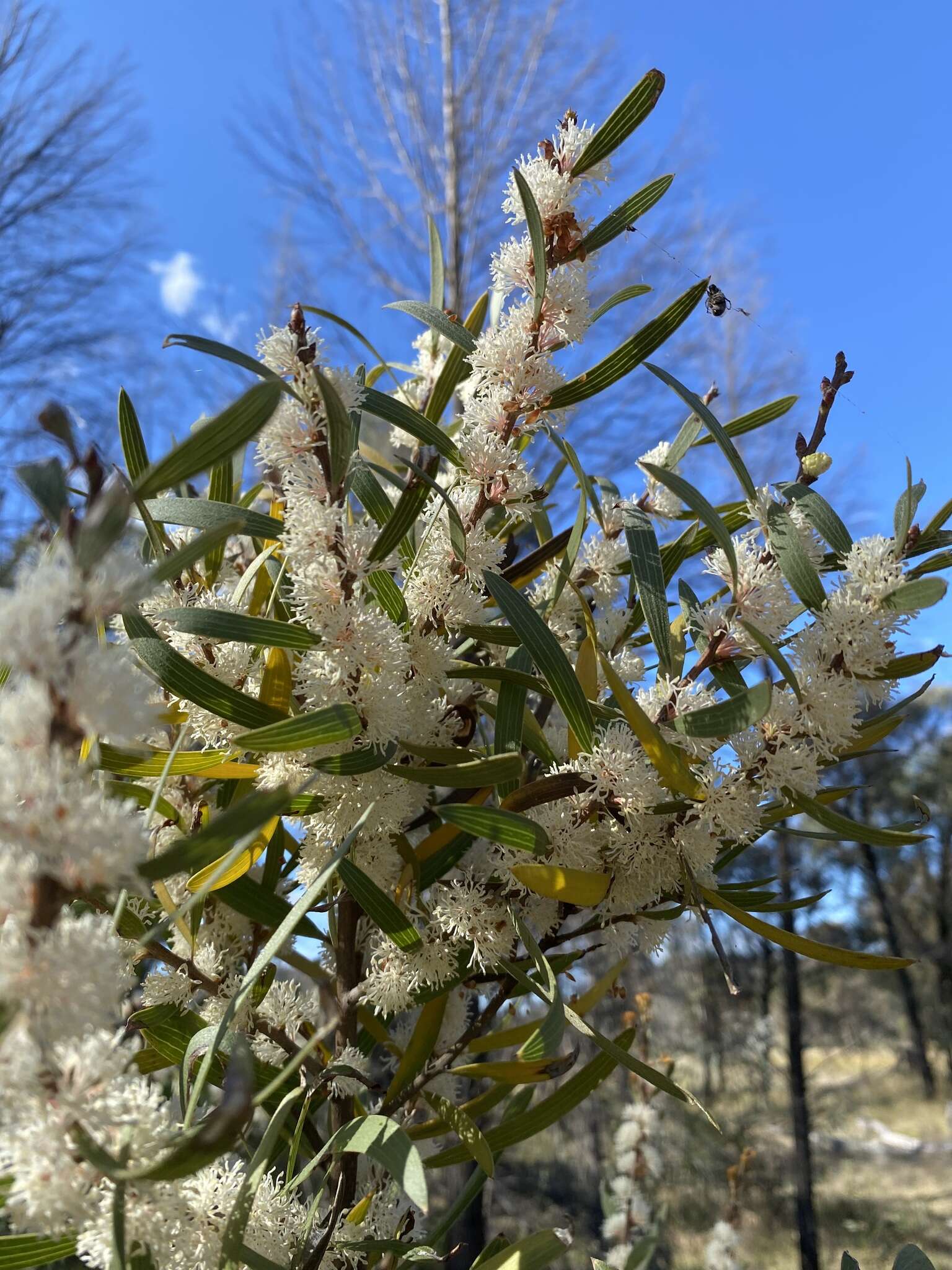 Imagem de Hakea laevipes subsp. graniticola Haegi