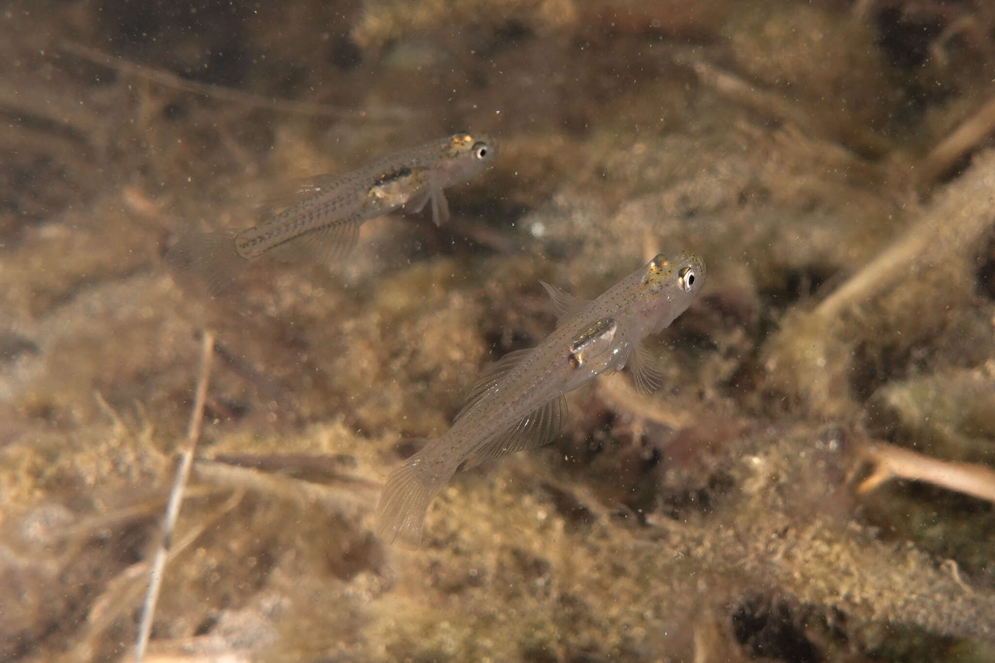 Image of Glass goby