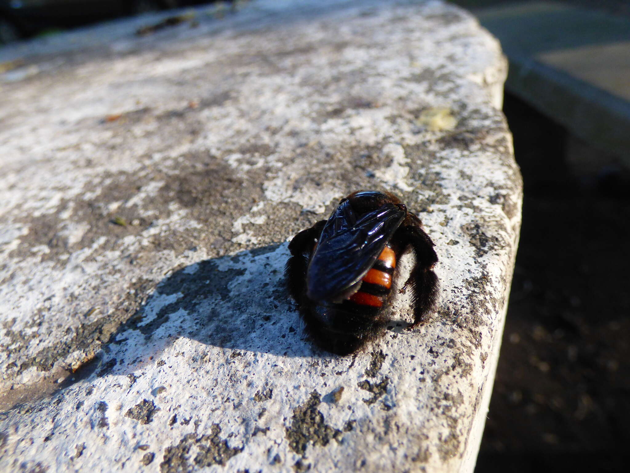 Image of Xylocopa nigrocincta Smith 1854