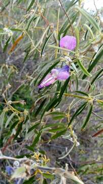 Image of Collaea argentina Griseb.