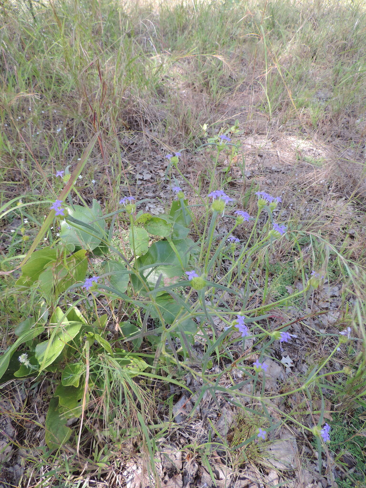 Plancia ëd Spermacoce dibrachiata Oliv.