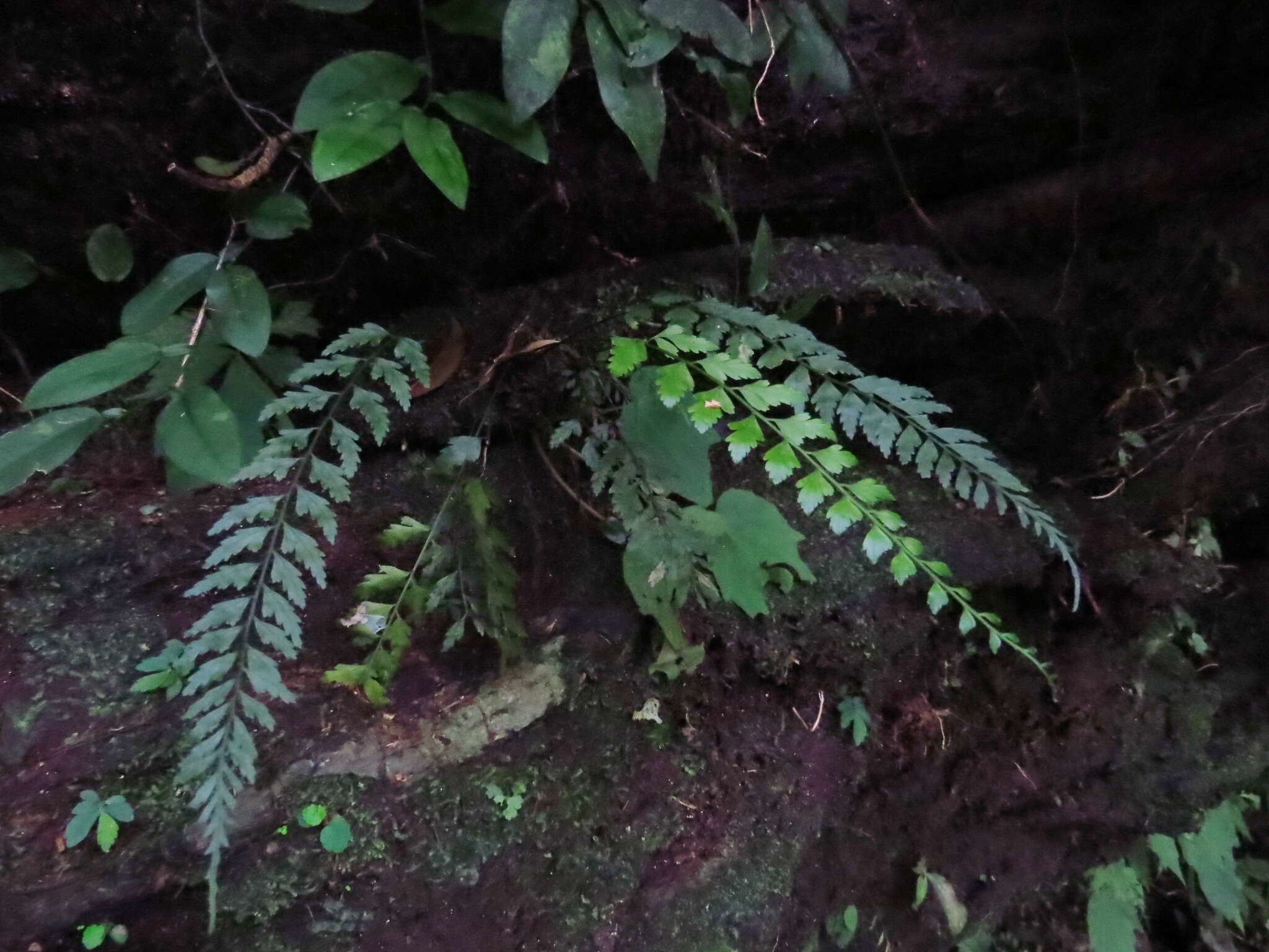 Image of Asplenium cuneatiforme Christ