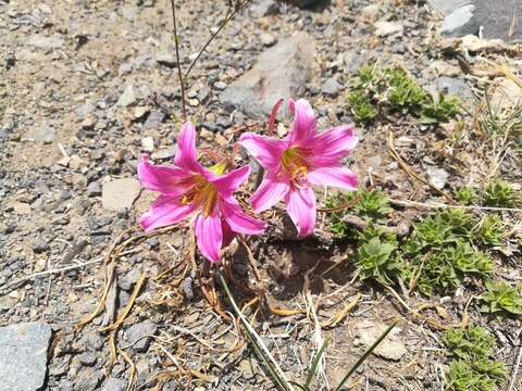 Слика од Rhodophiala rhodolirion (Baker) Traub