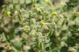 Image of Cleome austroarabica D. F. Chamberlain & J. Lamond