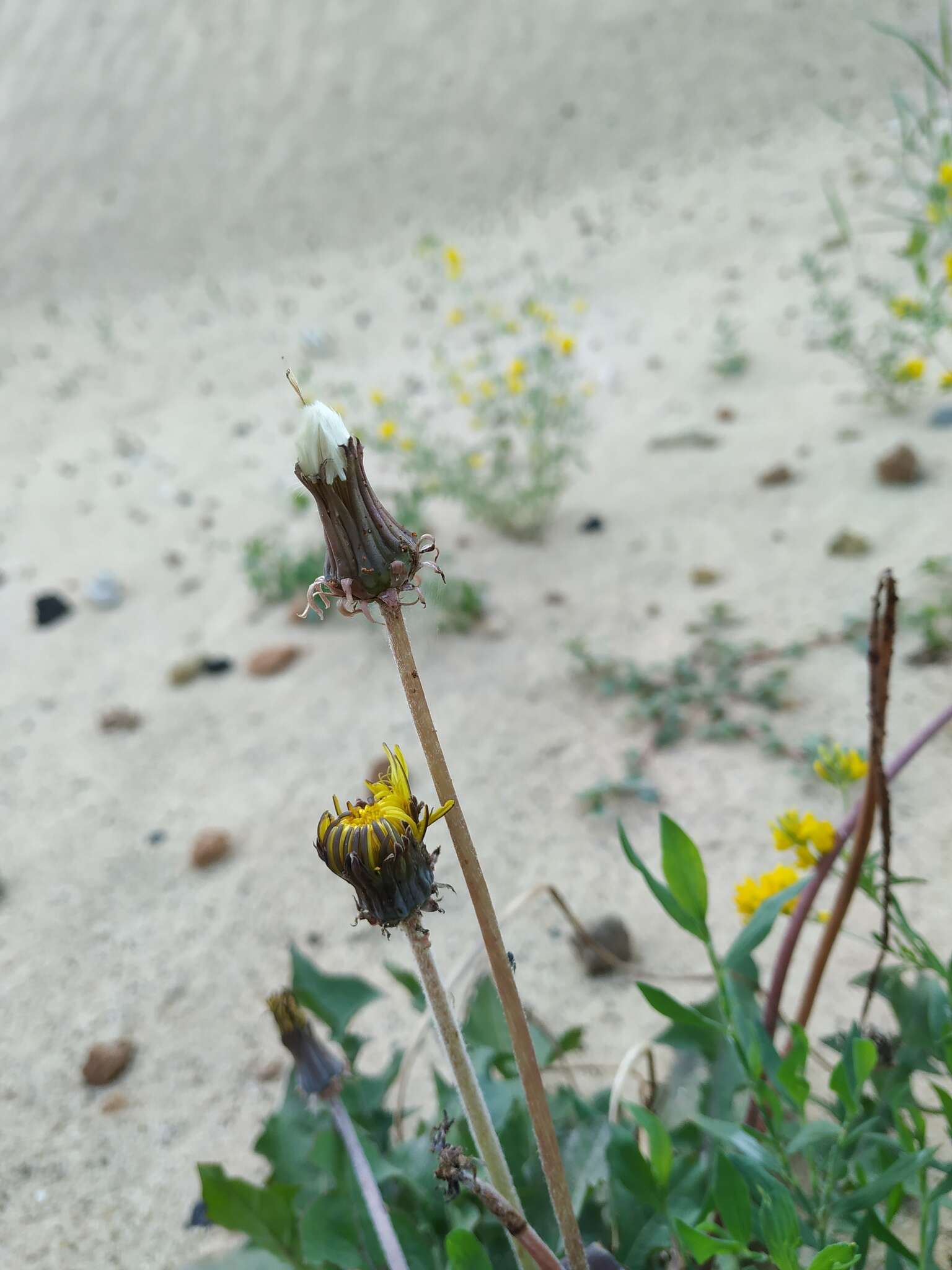 Sivun Taraxacum serotinum (Waldst. & Kit.) Poir. kuva