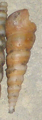 Image of auger screw shell