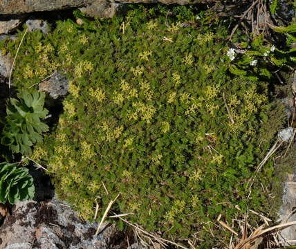 Image of Anisotome imbricata var. prostrata J. W. Dawson