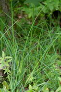 Image of variable sedge