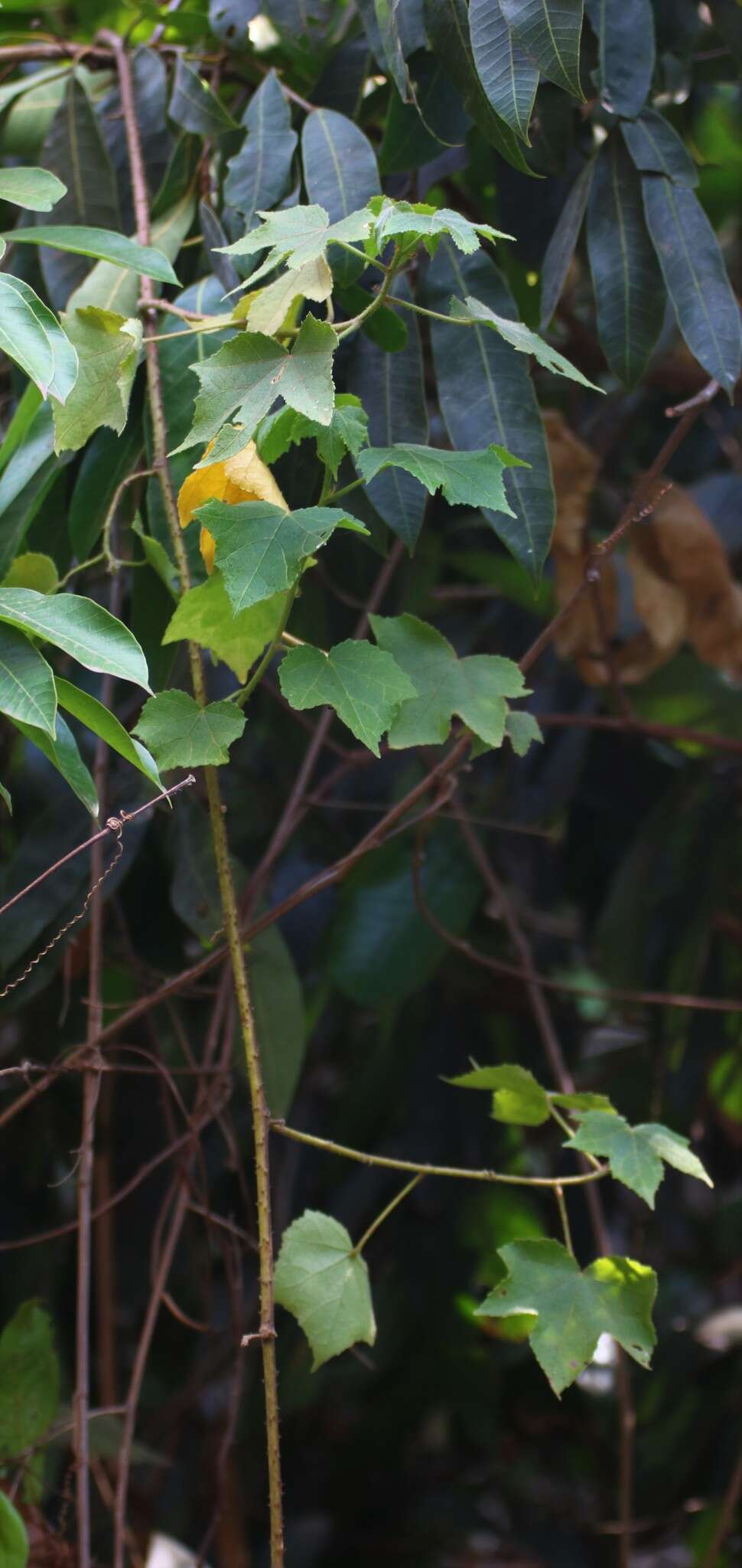 Sivun Hibiscus furcatus Roxb. kuva