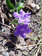 Plancia ëd Ruellia lactea Cav.