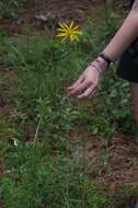 Imagem de Phoebanthus grandiflora (Torr. & A. Gray) Blake