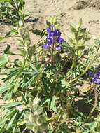 Image of rusty lupine