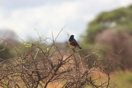 Image of Superb Starling