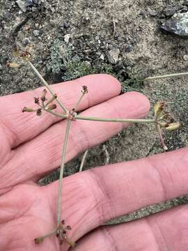 Image of Wenatchee desertparsley