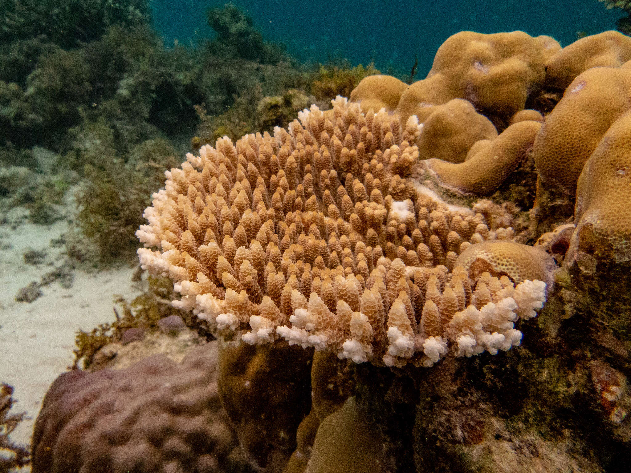 Plancia ëd Acropora millepora (Ehrenberg 1834)