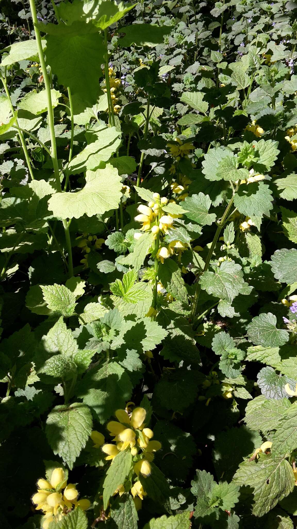 Lamium galeobdolon subsp. montanum (Pers.) Hayek的圖片