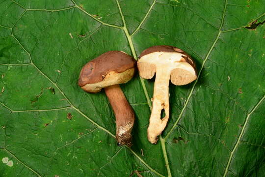 Tylopilus ferrugineus (Frost) Singer 1947 resmi