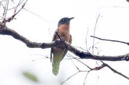 Image of Chestnut-breasted Cuckoo