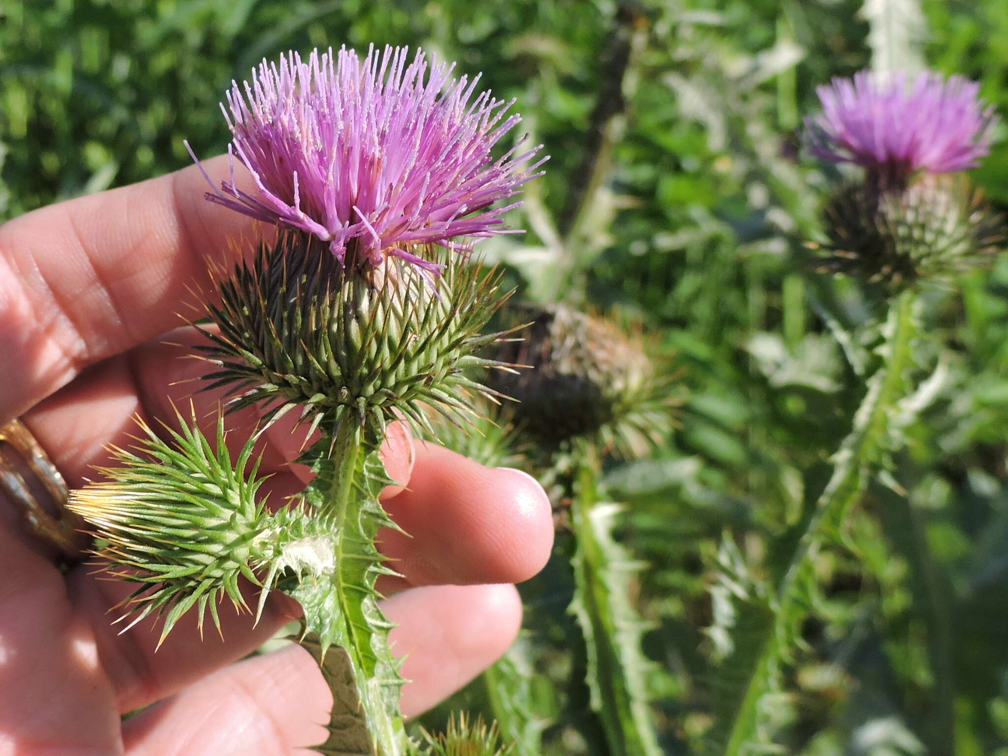 Image of Cotton Thistle