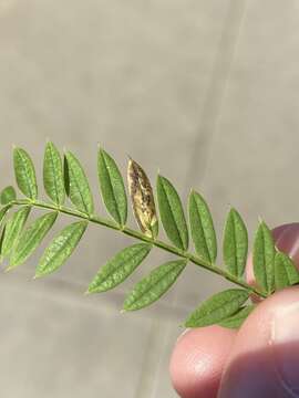 Image of Jacaranda leafminer